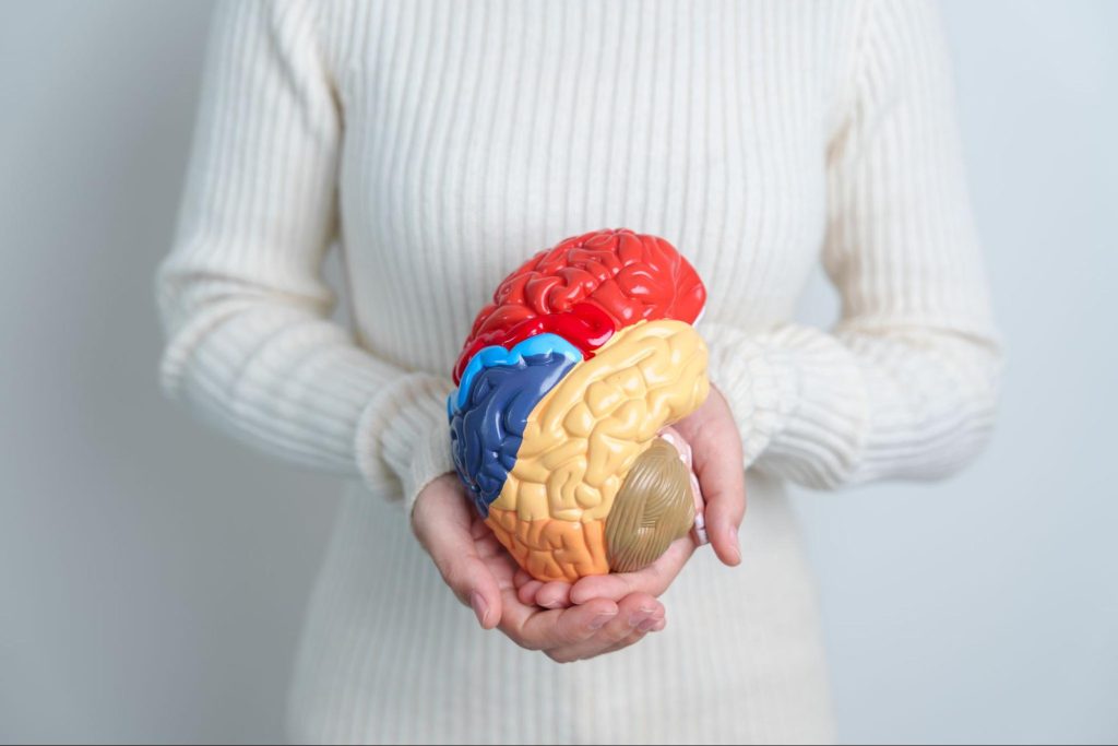 A woman wearing a white long-sleeved knitted shirt, with her face not shown, holds a human brain model with differently colored sections to illustrate the various parts.